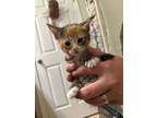 Adopt Wren a Orange or Red Tabby Domestic Shorthair cat in Jacksonville