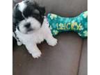 Shih Tzu Puppy for sale in Klamath Falls, OR, USA