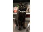 Adopt Mindy a All Black Domestic Shorthair / Mixed (short coat) cat in Amarillo