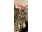 Adopt Miss Lovie a Brown Tabby Domestic Mediumhair (medium coat) cat in