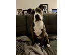 Adopt Gigi a Gray/Blue/Silver/Salt & Pepper Mutt dog in New York, NY (41511804)