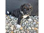 Mutt Puppy for sale in Hudson, MI, USA
