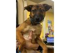 Adopt 24-05-1603 Olive a Shepherd (Unknown Type) / Mixed dog in Dallas