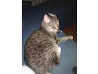 Adopt ASA a Tiger Striped Domestic Mediumhair / Mixed (medium coat) cat in Las