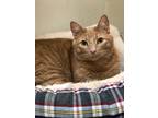 Adopt Arthur a Domestic Shorthair / Mixed cat in Orillia, ON (41538407)