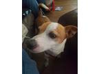Adopt Loki a White - with Brown or Chocolate Jack Russell Terrier / Mixed dog in