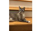 Adopt London Fog a Cream or Ivory (Mostly) Domestic Shorthair / Mixed (short