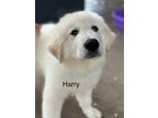 Adopt Harry LGCR Litter ATX a White Great Pyrenees / Mixed dog in Statewide