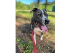 Adopt Liza Jane a White American Pit Bull Terrier dog in Charleston