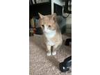 Adopt Mishu a Orange or Red (Mostly) American Shorthair / Mixed (short coat) cat