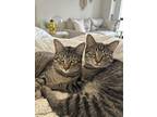 Adopt Milo and Charlie a Brown Tabby Domestic Shorthair / Mixed (short coat) cat