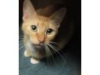 Adopt Valencia a Domestic Shorthair / Mixed cat in Raleigh, NC (41538296)