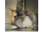Adopt Tiberius a Lionhead / Mixed rabbit in Raleigh, NC (41538292)
