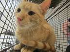 Adopt a Domestic Shorthair / Mixed cat in Raleigh, NC (41538287)