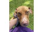 Adopt Hailey a American Staffordshire Terrier / Mixed dog in Raleigh