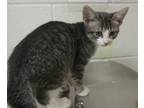 Adopt Mercedes a Domestic Shorthair / Mixed cat in Raleigh, NC (41538269)