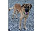 Adopt Apple jacks a Brown/Chocolate - with Tan Golden Retriever / Mixed dog in