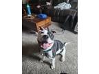 Adopt Yogi a Black - with White American Staffordshire Terrier / Mixed dog in