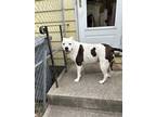 Adopt Linus a White - with Brown or Chocolate Staffordshire Bull Terrier / Mixed