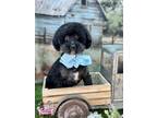 Adopt Hendricks a Black Poodle (Miniature) / Mixed dog in Winchester