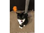 Adopt Tink a Black & White or Tuxedo Domestic Shorthair / Mixed (short coat) cat