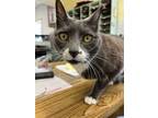 Adopt Micky a Gray or Blue (Mostly) Domestic Shorthair (short coat) cat in