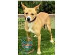 Adopt Dodger a Tan/Yellow/Fawn - with White Basenji / Mixed dog in Inglewood