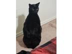 Adopt Dublin a All Black Domestic Shorthair / Mixed (short coat) cat in Tucson