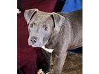 Adopt Belle a Gray/Blue/Silver/Salt & Pepper Labrador Retriever / Pit Bull