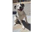 Adopt Harmonica a White American Pit Bull Terrier dog in Apple Valley