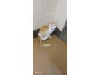 Adopt Claws a Orange or Red Domestic Mediumhair cat in Apple Valley