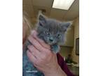 Adopt Molly a Gray or Blue Domestic Shorthair cat in Apple Valley, CA (41538141)