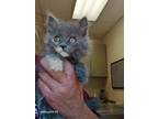 Adopt Muffin a Gray or Blue Domestic Shorthair cat in Apple Valley