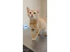 Adopt Ernie a Orange or Red Domestic Shorthair cat in Apple Valley