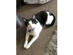 Adopt Jmoa a Black & White or Tuxedo Domestic Shorthair / Mixed (long coat) cat