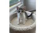 Adopt Pixie a Gray or Blue Domestic Shorthair / Mixed Breed (Medium) / Mixed