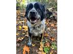 Adopt Mouch and Otis a Black - with White St. Bernard / Chow Chow / Mixed dog in