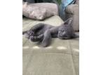 Adopt Shadow a Gray or Blue Domestic Shorthair / Mixed (short coat) cat in Holly