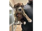 Adopt Annie Oakley a Brindle - with White American Pit Bull Terrier / Mixed dog