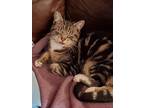 Adopt CoyJoy a Brown Tabby Domestic Shorthair / Mixed (short coat) cat in