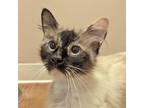 Adopt Sapphire a Domestic Mediumhair / Mixed cat in Walnut Creek, CA (41512221)