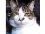 Adopt Skippy a Gray, Blue or Silver Tabby Tabby / Mixed (short coat) cat in