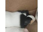 Adopt Louise a Guinea Pig small animal in Des Moines, IA (41537768)