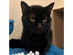 Adopt Talia a Domestic Mediumhair / Mixed cat in Des Moines, IA (41537763)