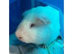 Adopt Bola-- Bonded Buddy With Peanut a Guinea Pig small animal in Des Moines