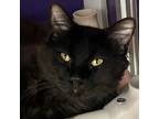 Adopt Orlando a Domestic Shorthair / Mixed cat in Des Moines, IA (41537751)
