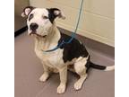 Adopt Scout a Pit Bull Terrier / Mixed dog in Norman, OK (41537745)