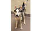 Adopt Ike a Siberian Husky / Mixed dog in Norman, OK (41537737)