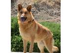 Adopt Truckee* a German Shepherd Dog / Mixed dog in Pomona, CA (41537727)