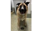 Adopt Rocklin* a German Shepherd Dog / Mixed dog in Pomona, CA (41537726)